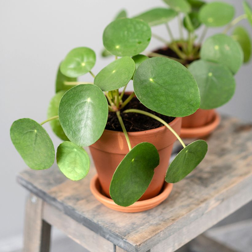 Pilea peperomioides (Port)