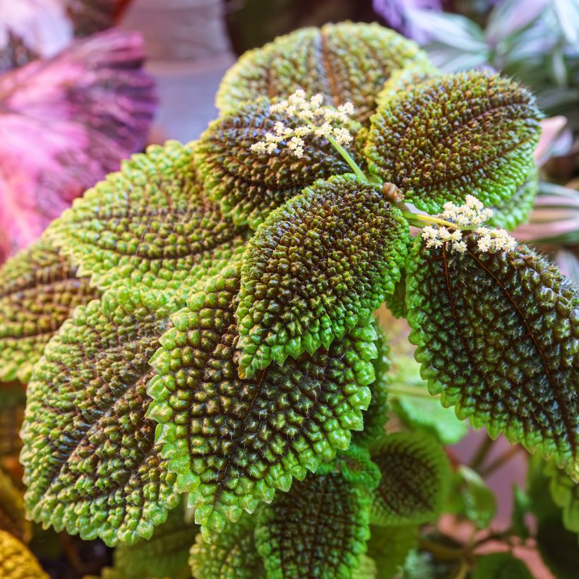 Pilea Moon Valley (Feuillage)