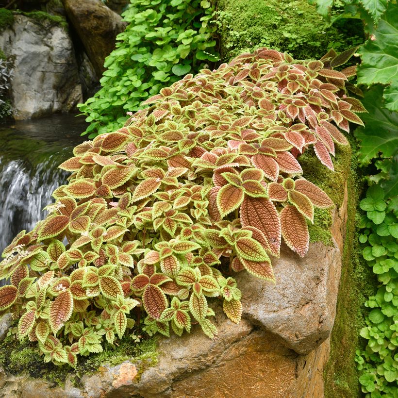 Pilea Moon Valley (Port)
