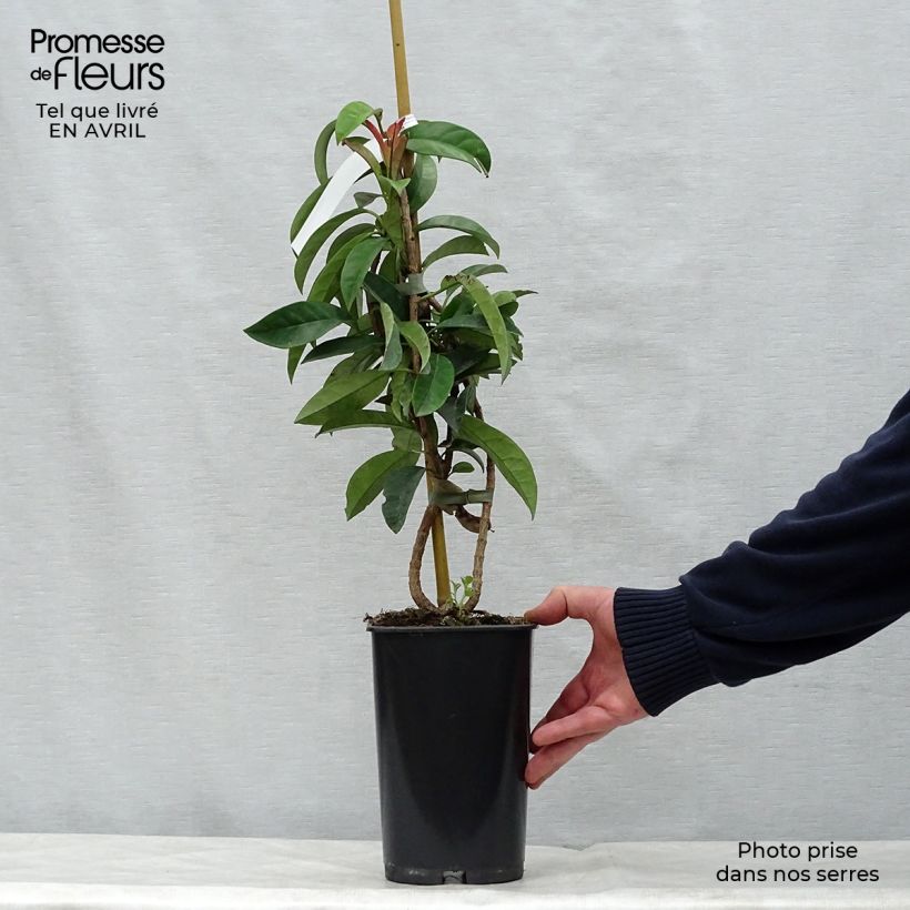 Example of Pileostegia viburnoides Pot de 2L/3L as you get in printemps