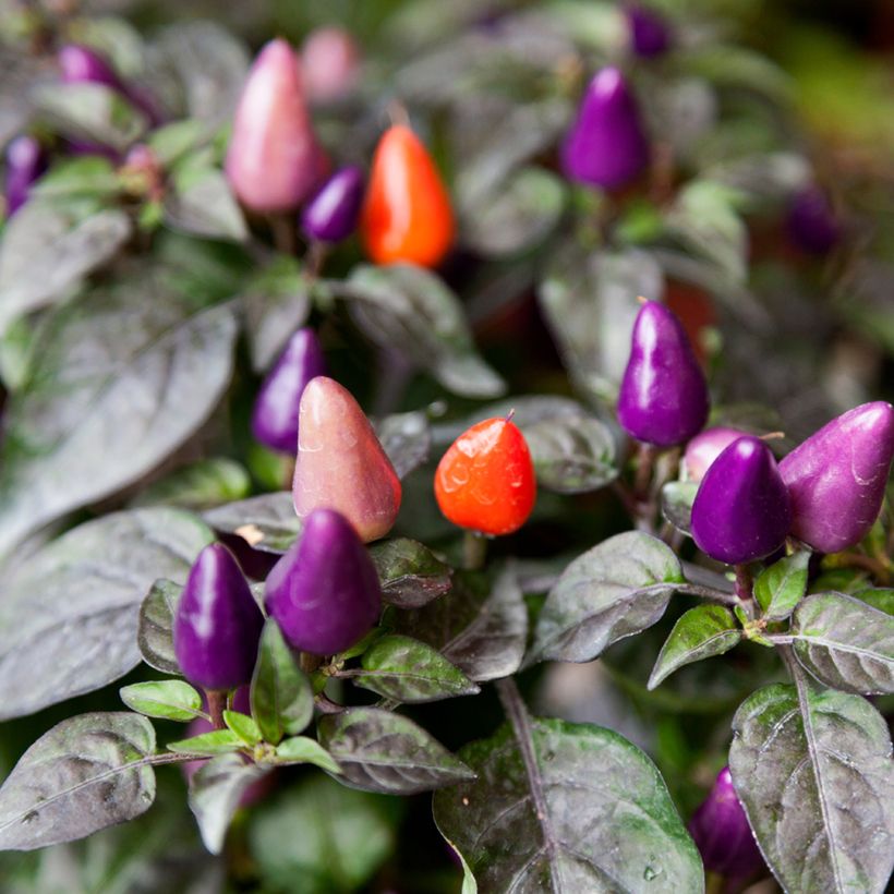 Piment Numex Twilight - Capsicum annuum (Harvest)