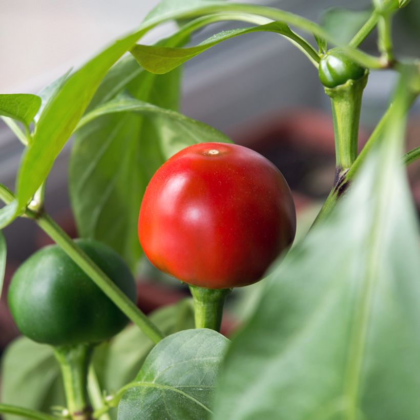 Piment Red Cherry Small Bio - Ferme de Sainte Marthe (Harvest)