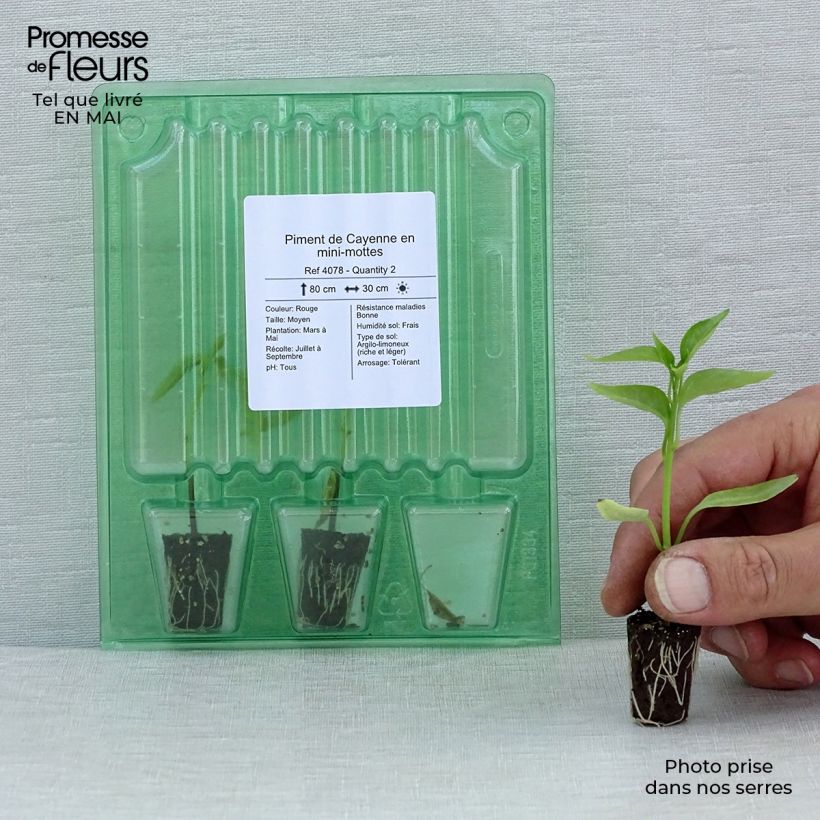 Example of Piment de Cayenne en plants Mini-motte Ø 1,5/2,5 cm, Livré en hauteur de 5 à 10 cm as you get in printemps