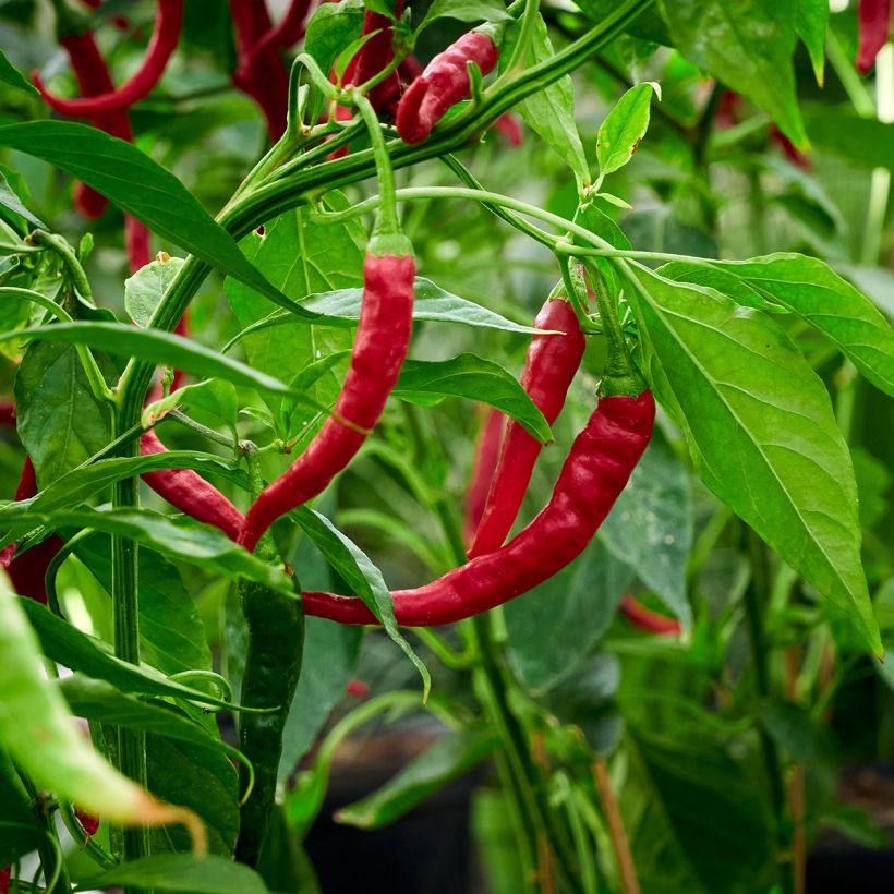 Piment doux très long des Landes en plants   (Récolte)