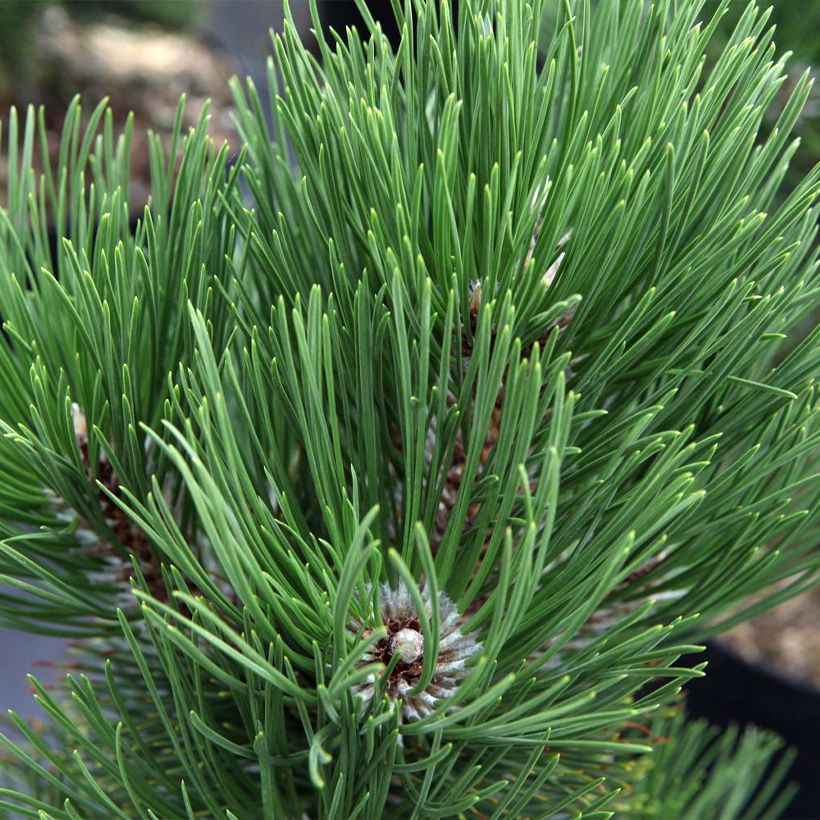 Pin de Bosnie - Pinus heldreichii Malinkii (Foliage)