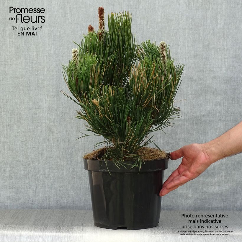 Spécimen de Pin - Pinus heldreichii Satellit Pot de 7,5L/10L tel que livré au printemps