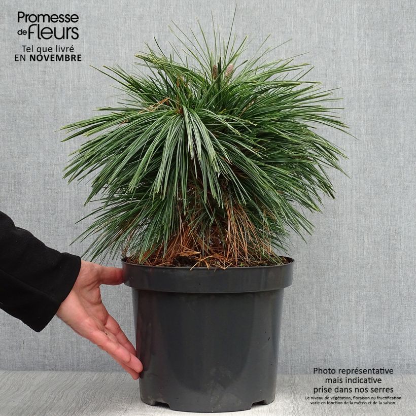 Spécimen de Pin - Pinus schwerinii Wiethorst Pot de 7,5L/10L tel que livré en automne