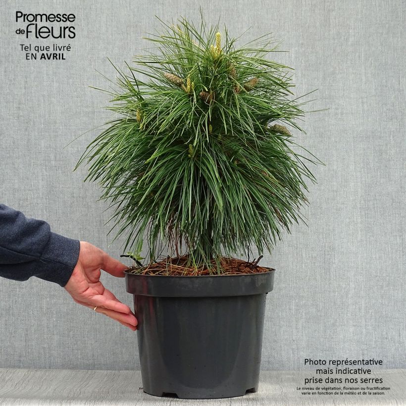 Spécimen de Pin - Pinus schwerinii Wiethorst Pot de 7,5L/10L tel que livré au printemps