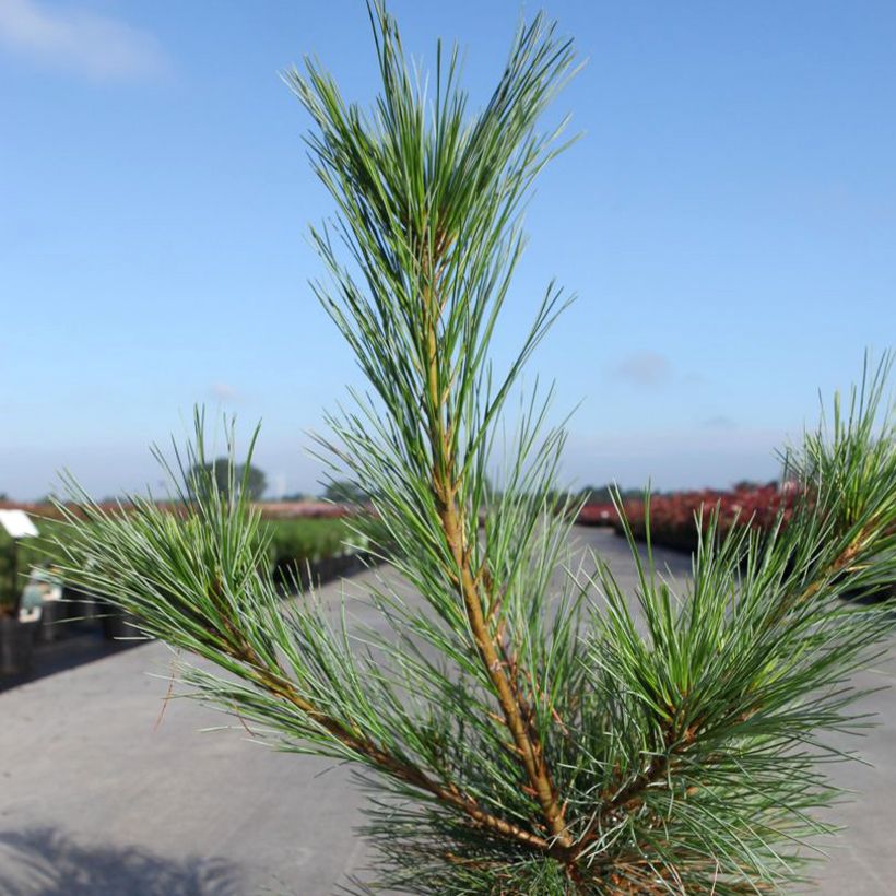 Pin Weymouth - Pinus strobus Blue Shag (Foliage)