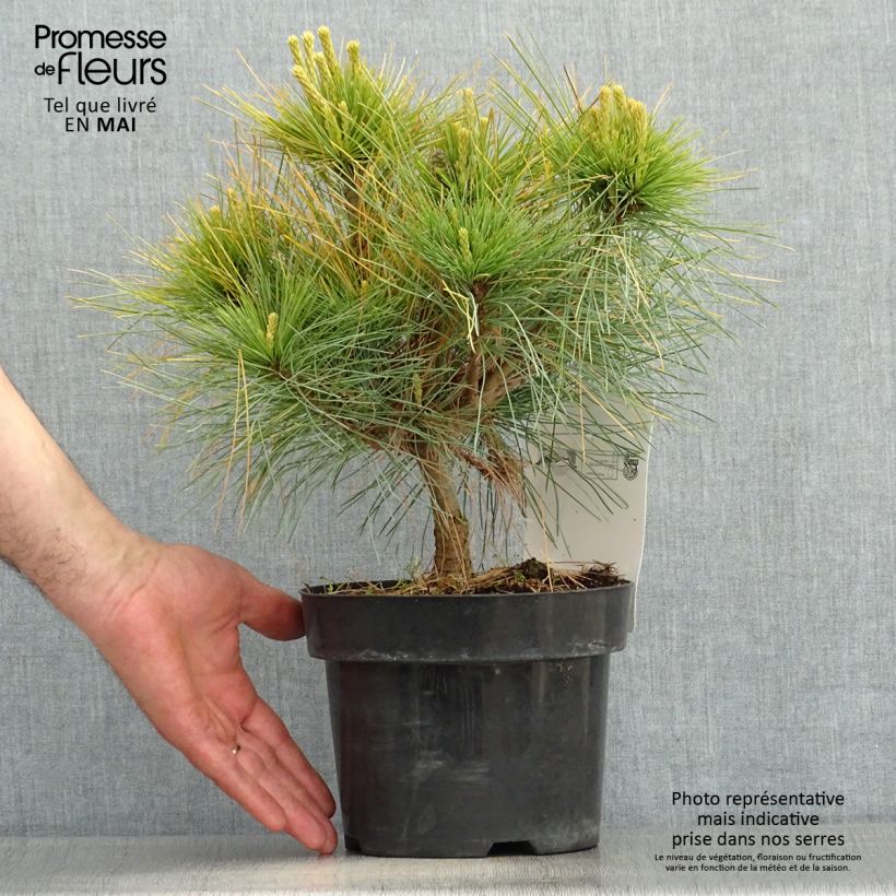 Example of Pin Weymouth - Pinus strobus Blue Shag Pot de 2L/3L as you get in printemps