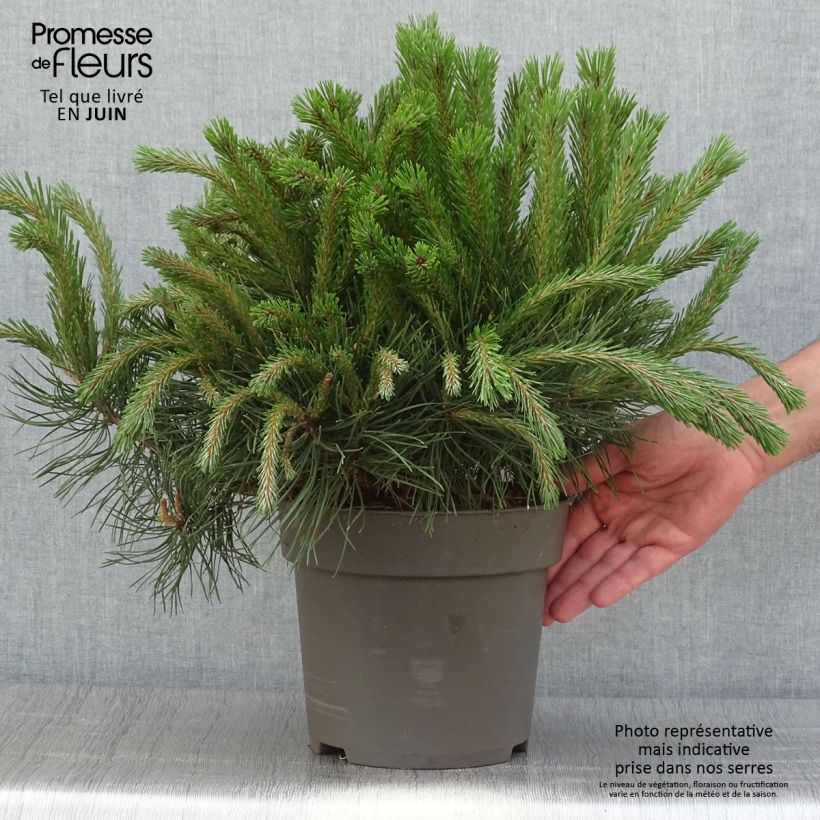 Spécimen de Pin à crochets ou Pin de Briançon - Pinus uncinata Pièce tel que livré en été