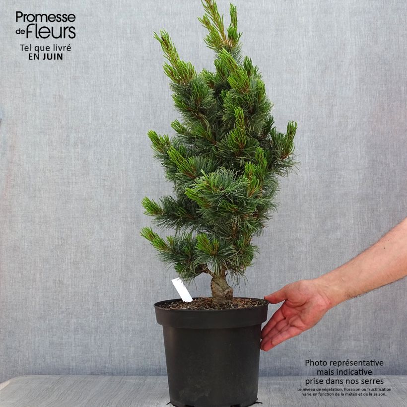 Example of Pin blanc du Japon - Pinus parviflora Bergman                       Pot de 7,5L/10L as you get in printemps