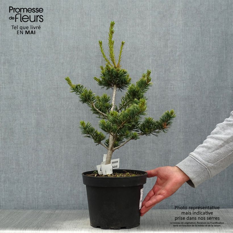 Spécimen de Pin blanc du Japon - Pinus parviflora Fukai  Pot de 4L/5L tel que livré au printemps