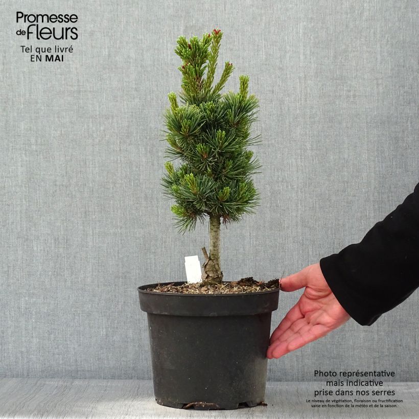 Spécimen de Pin cembro nain - Pinus cembra Compacta Glauca                   Pot de 4L/5L tel que livré au printemps
