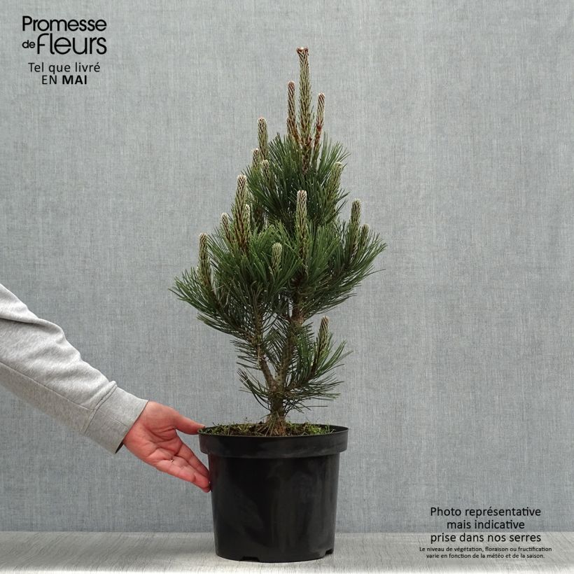 Example of Pin de Bosnie - Pinus heldreichii Malinkii Pot de 7,5L/10L as you get in printemps