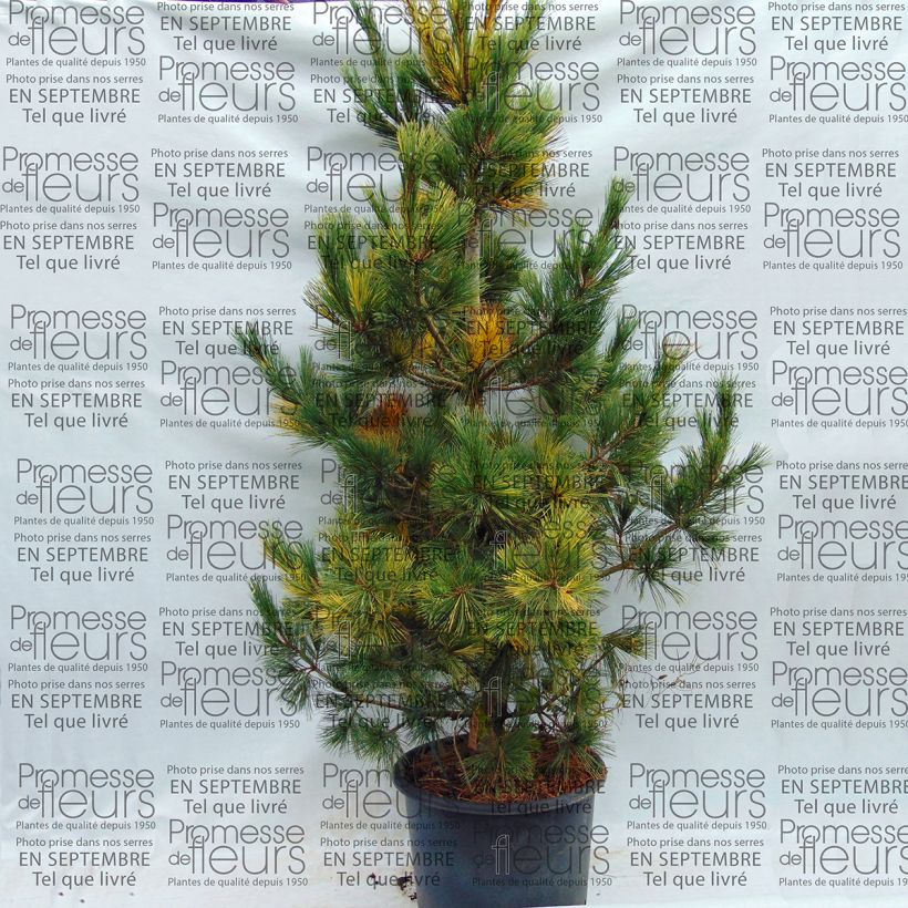 Exemple de spécimen de Pin de Macédoine - Pinus peuce Aureovariegata                       Pot de 18L/20L tel que livré