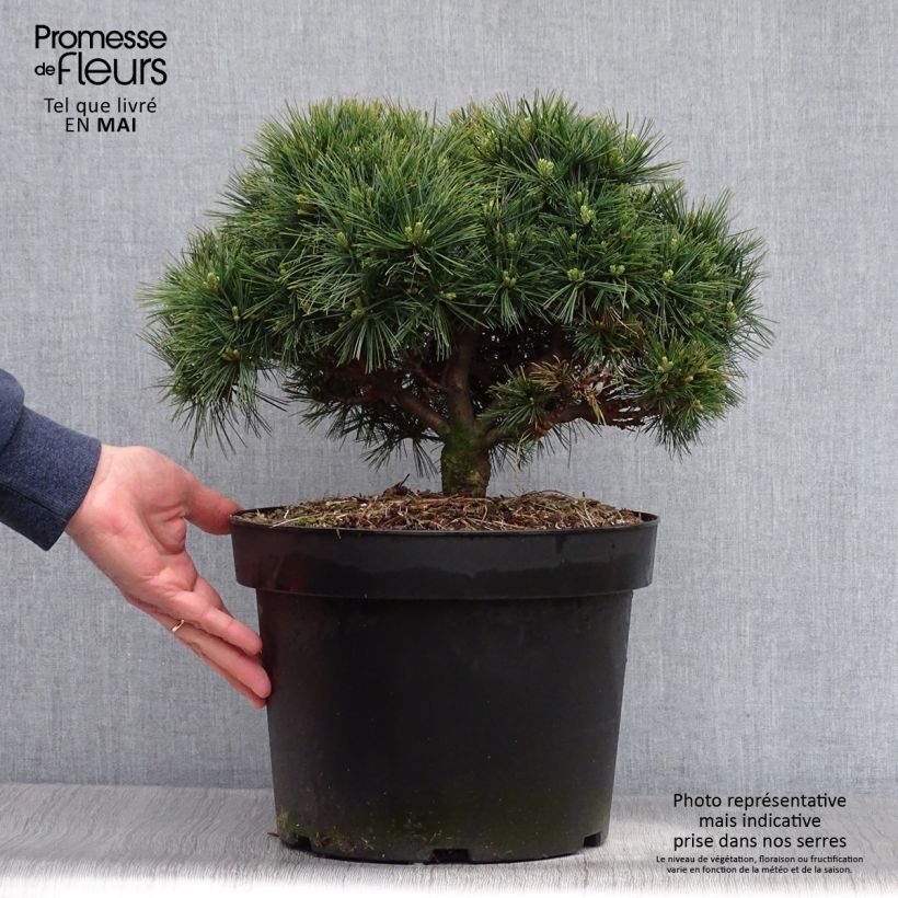Spécimen de Pin de Weymouth nain - Pinus strobus Minuta Pot de 7,5L/10L tel que livré au printemps