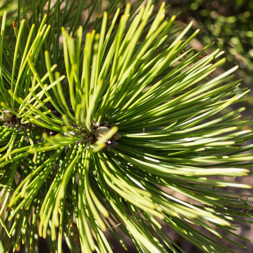 Pin de bosnie - Pinus heldreichii (leucodermis) Compact Gem (Foliage)