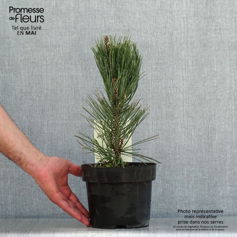 Example of Pin de bosnie - Pinus heldreichii (leucodermis) Compact Gem Pot de 2L/3L as you get in printemps