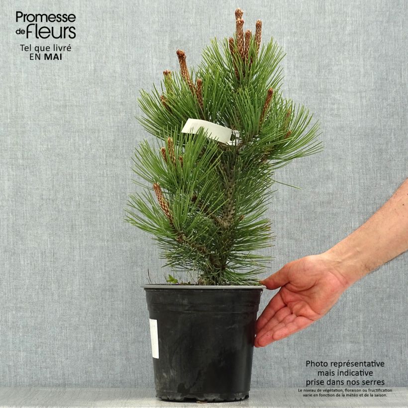 Example of Pin de bosnie - Pinus heldreichii (leucodermis) Compact Gem Pot de 4L/5L as you get in printemps
