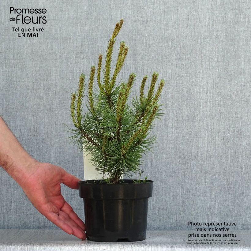 Spécimen de Pin de montagne - Pinus mugo Carsten's Wintergold Pot de 2L/3L tel que livré au printemps