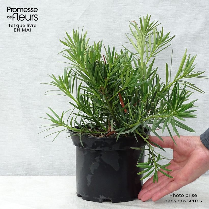 Spécimen de Pin des bouddhistes - Podocarpus macrophyllus Pot de 2L/3L tel que livré au printemps