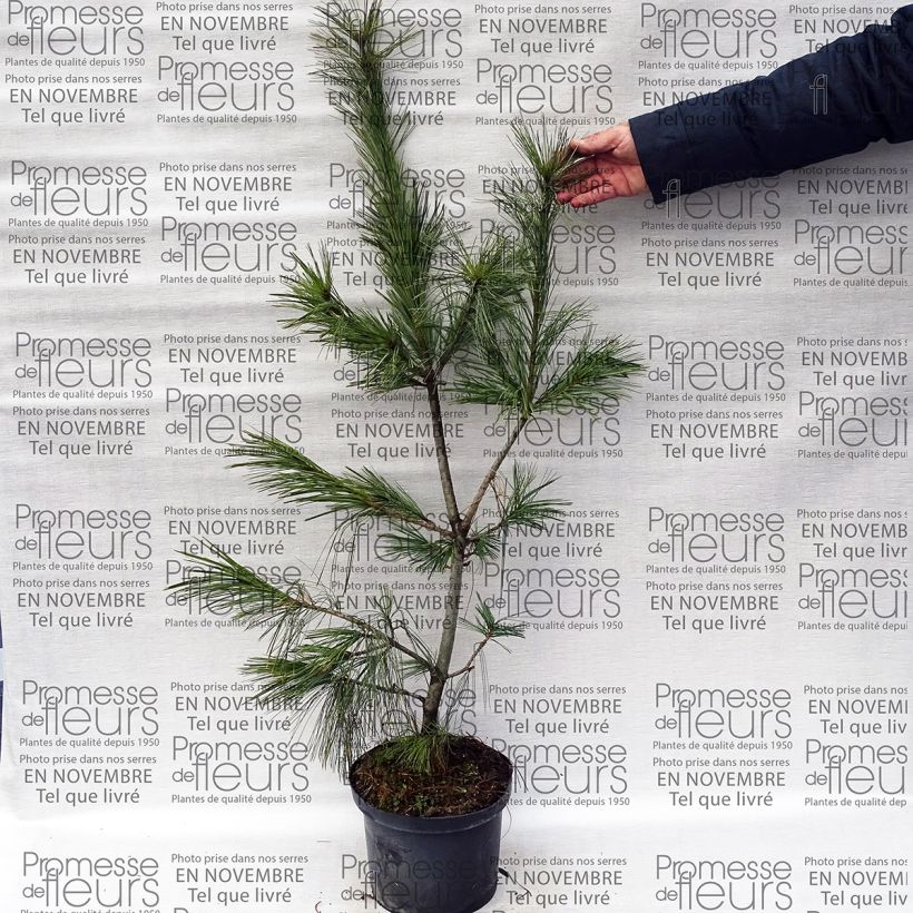 Exemple de spécimen de Pin hybride - Pinus schwerinii Pot de 7,5L/10L tel que livré