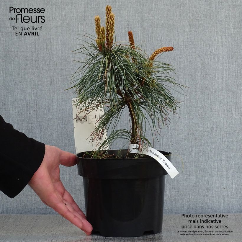 Spécimen de Pin nain de Sibérie - Pinus pumila Glauca Pot de 2L/3L tel que livré au printemps