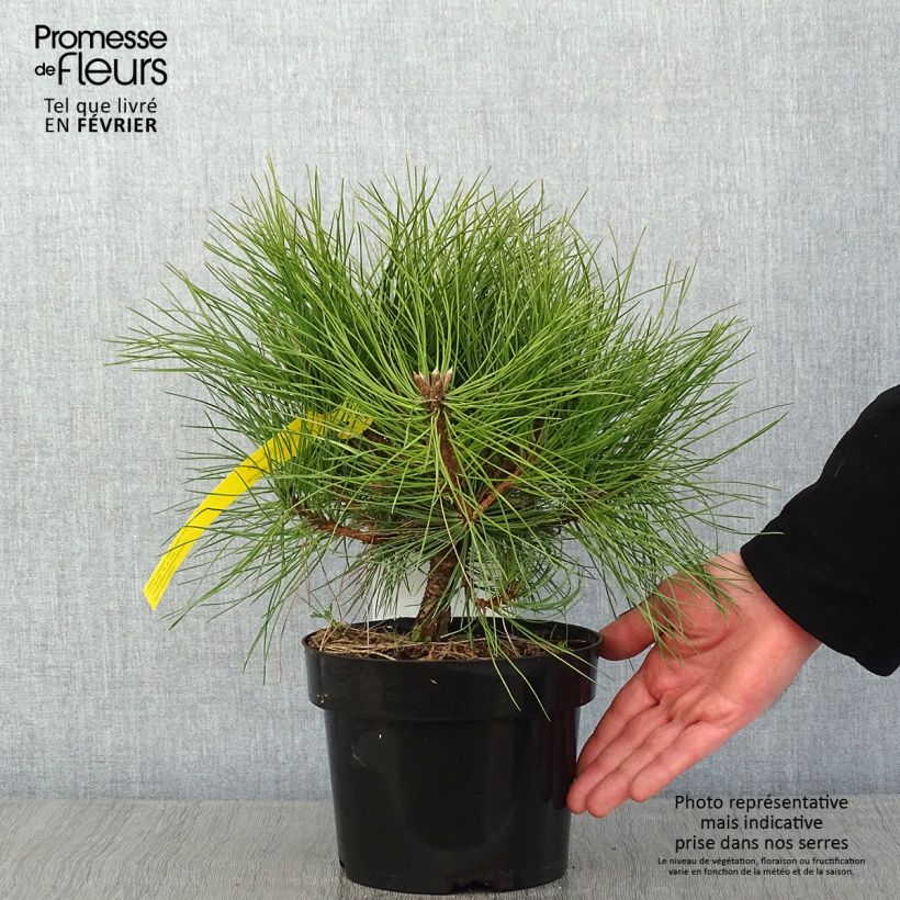 Example of Pin noir - Pinus nigra Marie Brégeon Pot de 2L/3L as you get in hiver