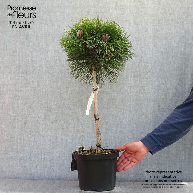 Example of Pin noir - Pinus nigra Marie Brégeon Pot de 4L/5L, Tige as you get in printemps