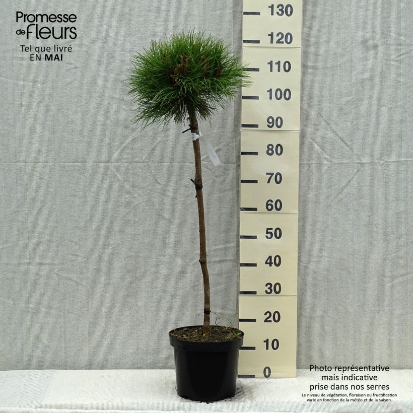 Example of Pin noir - Pinus nigra Marie Brégeon Pot de 7,5L/10L, Demi-Tige, Demi-tige/ Tige de 70/80 cm as you get in printemps