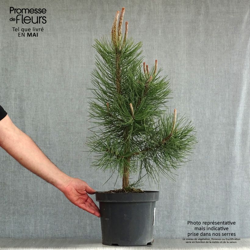 Example of Pin noir d'Autriche - Pinus nigra nigra Pot de 7,5L/10L as you get in printemps