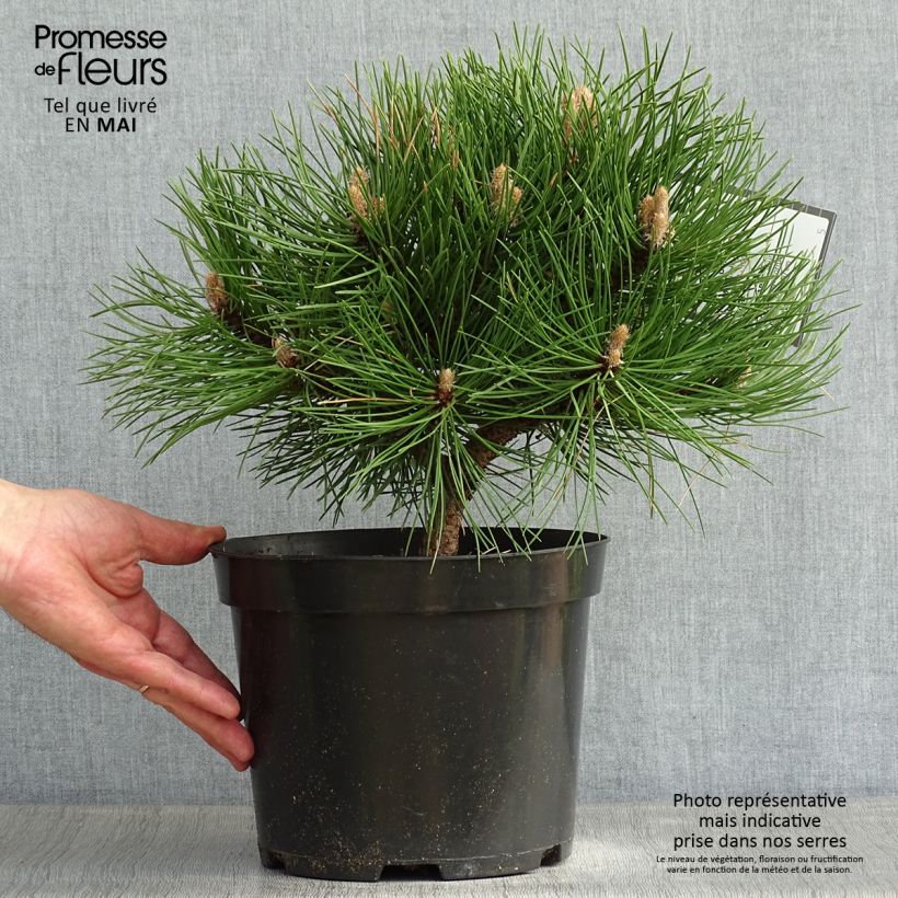 Spécimen de Pin noir nain - Pinus nigra Nana Pot de 7,5L/10L tel que livré au printemps