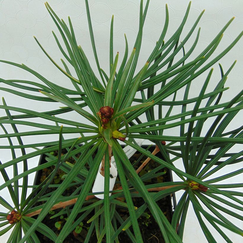 Pin parasol du japon - Sciadopitys verticillata (Foliage)
