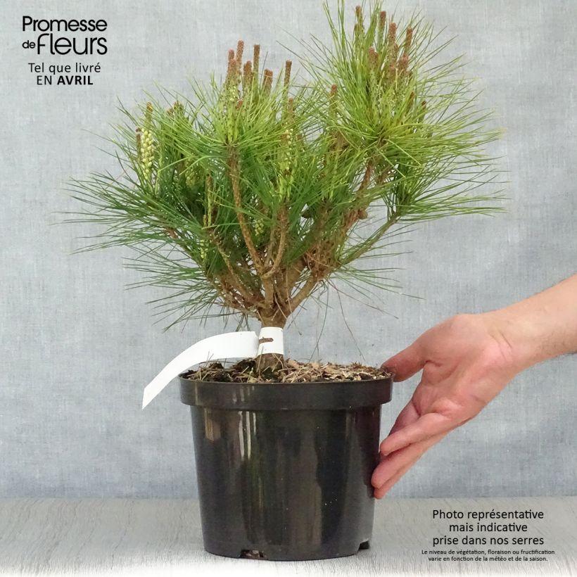 Example of Pin rouge du Japon - Pinus densiflora Alice Verkade                 Pot de 4L/5L as you get in printemps