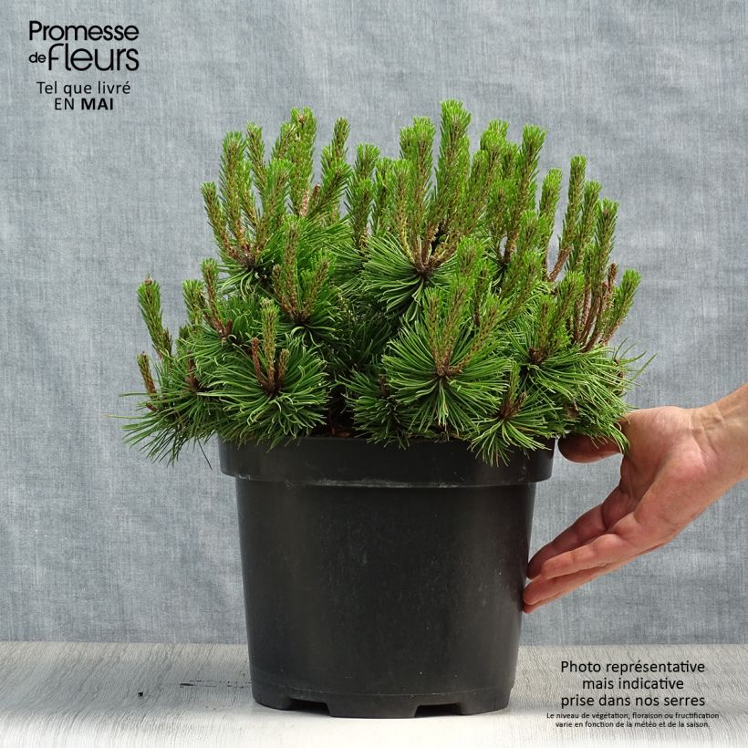 Example of Pin rouge du Japon - Pinus densiflora Low Glow                       Pot de 7,5L/10L as you get in printemps