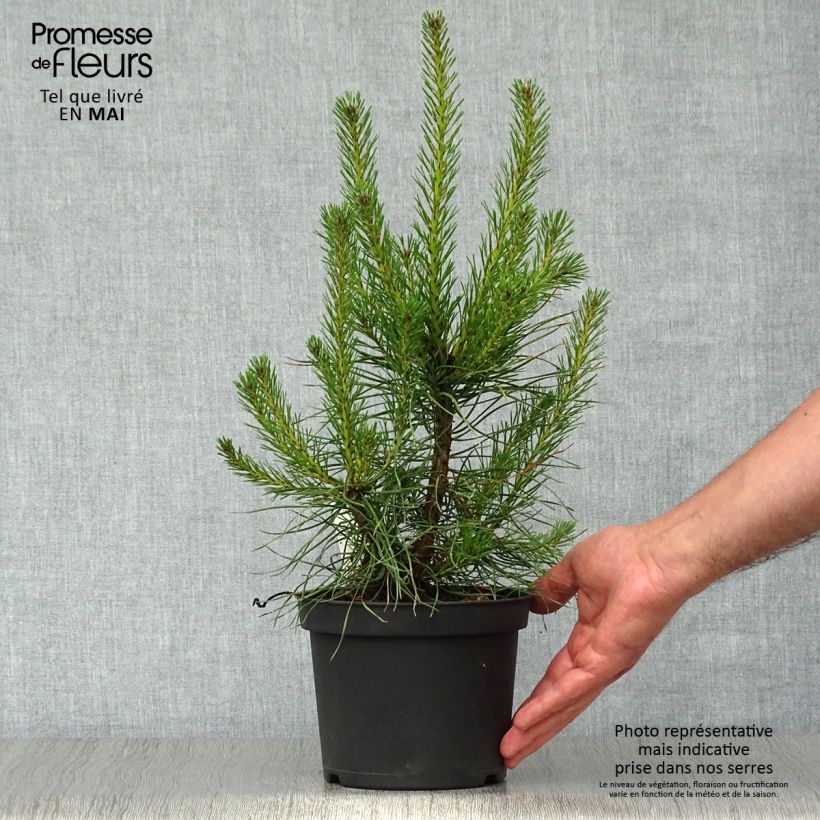Spécimen de Pin sylvestre - Pinus sylvestris Pot de 2L/3L tel que livré au printemps
