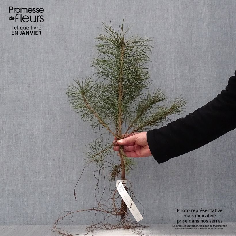 Spécimen de Pin sylvestre - Pinus sylvestris Racines nues tel que livré en hiver