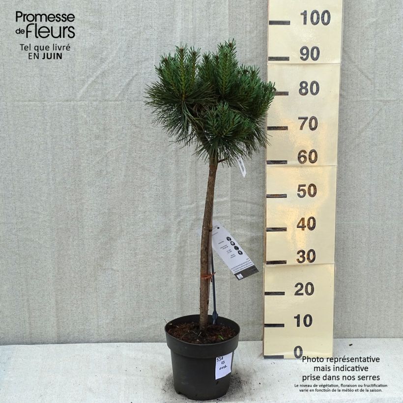 Spécimen de Pin sylvestre nain - Pinus sylvestris Chantry Blue Pièce, Tige, Tige de 40 cm tel que livré en été