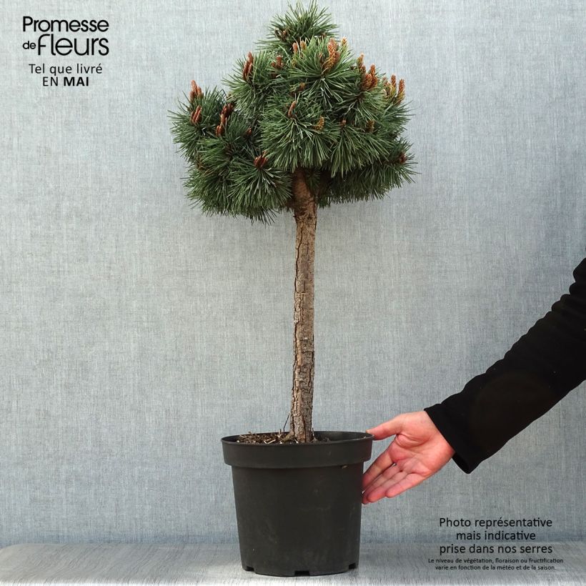 Spécimen de Pin sylvestre nain - Pinus sylvestris Doone Valley Pot de 7,5L/10L, Demi-Tige, Sur tige de 80 cm tel que livré au printemps