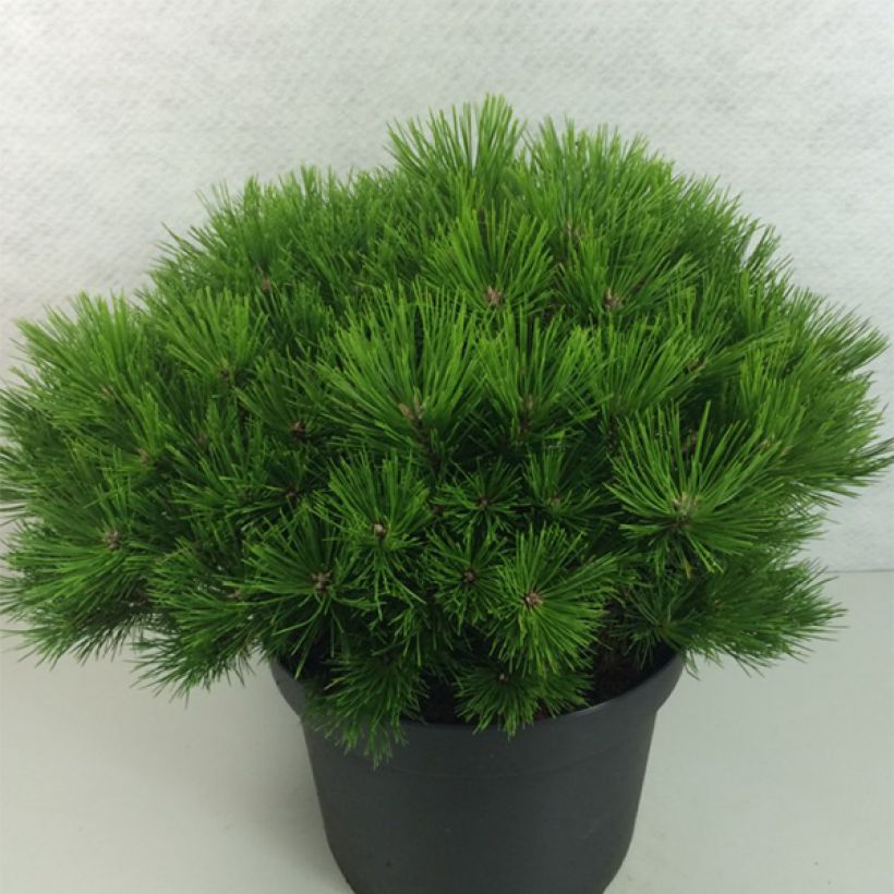 Pin rouge du Japon - Pinus densiflora Low Glow                       (Plant habit)