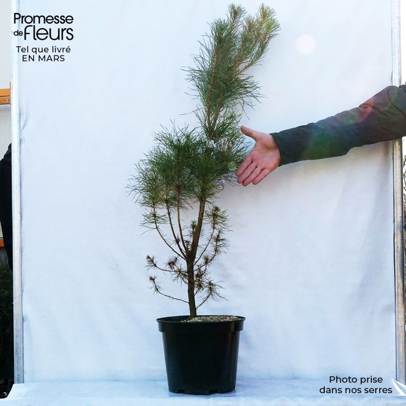 Example of Pinus insignis (radiata) - Pin de Monterey Pot de 7,5L/10L as you get in printemps