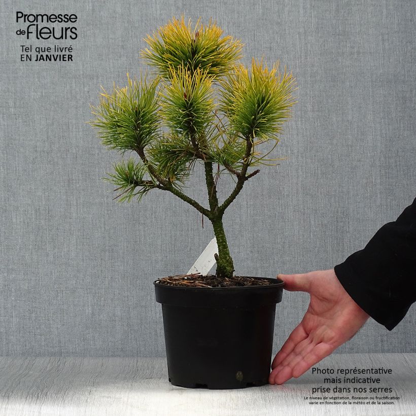 Example of Pinus mugo Golden Glow - Pin de montagne                          Pot de 3L/4L as you get in hiver