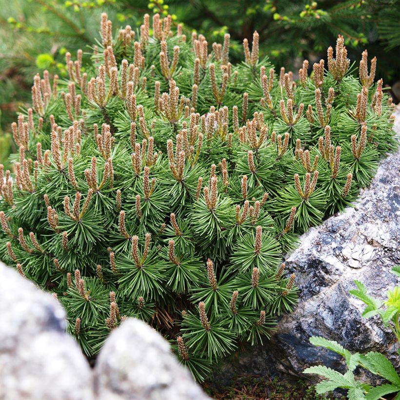 Pinus mugo Mops - Pin de montagne (Flowering)