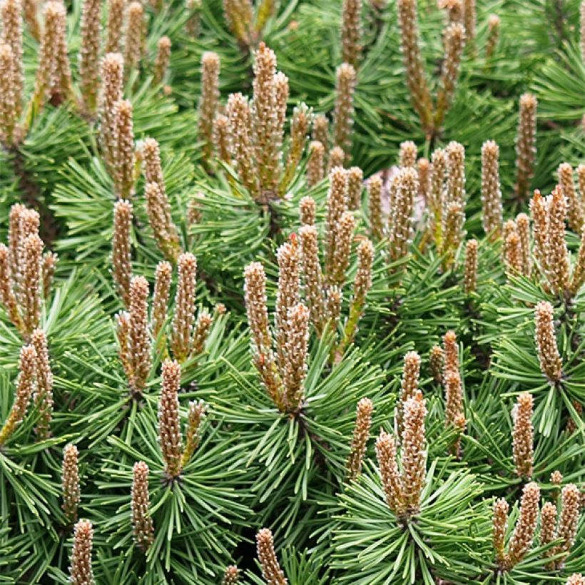 Pinus mugo Mops - Pin de montagne (Plant habit)