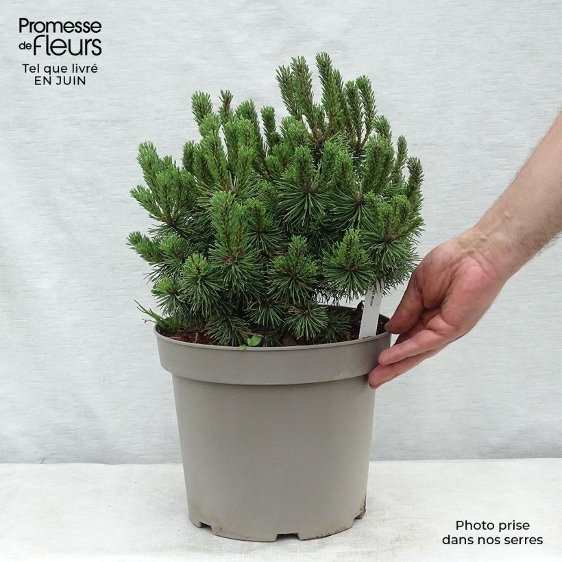 Spécimen de Pinus mugo Mops - Pin de montagne Pot de 4L/5L, Greffé tel que livré en été