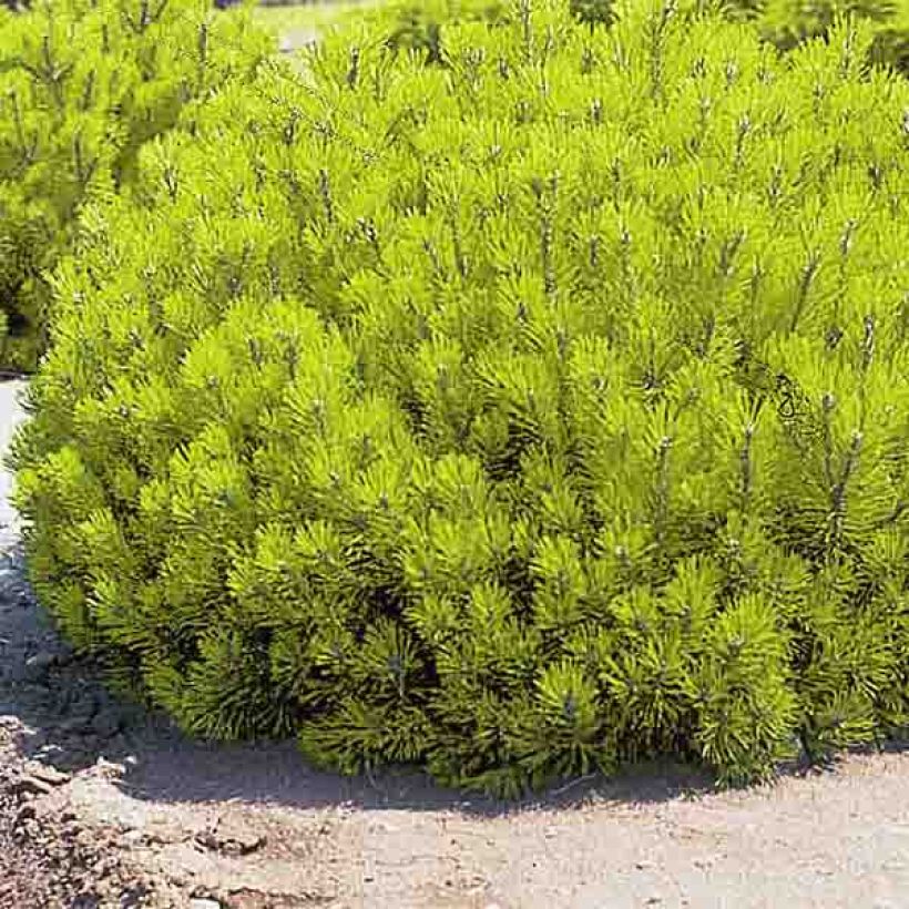 Pin de montagne - Pinus mugo Ophir (Plant habit)