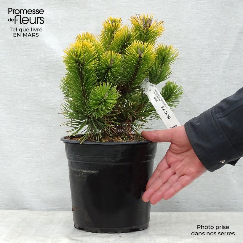 Spécimen de Pinus mugo Winter Gold - Pin de montagne nain doré Pot de 2L/3L tel que livré au printemps