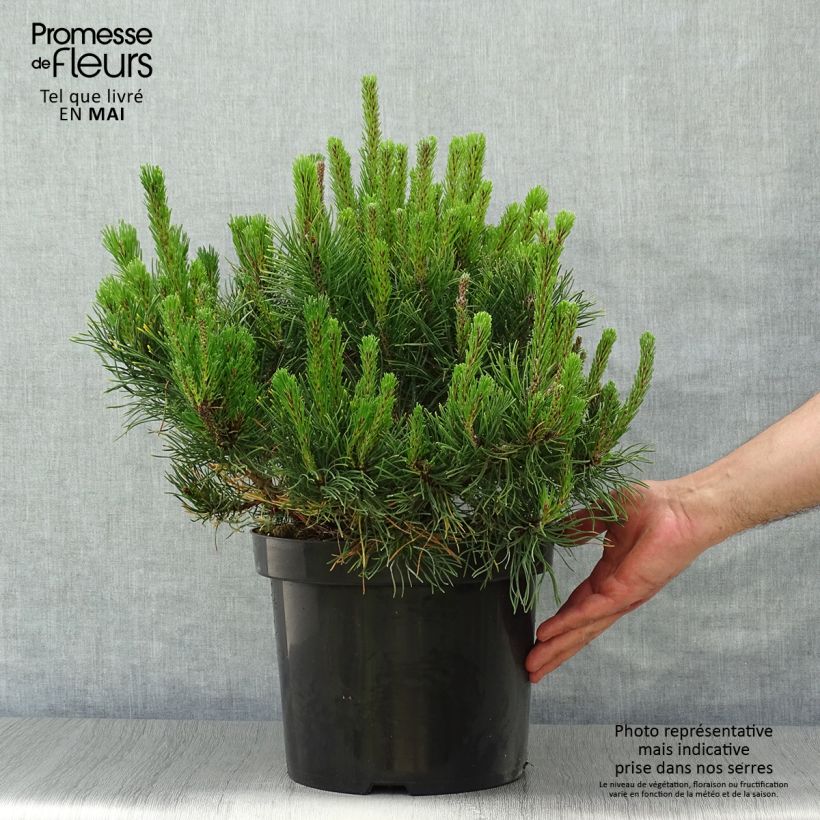 Spécimen de Pinus mugo pumilio - Pin de montagne Pot de 7,5L/10L tel que livré au printemps