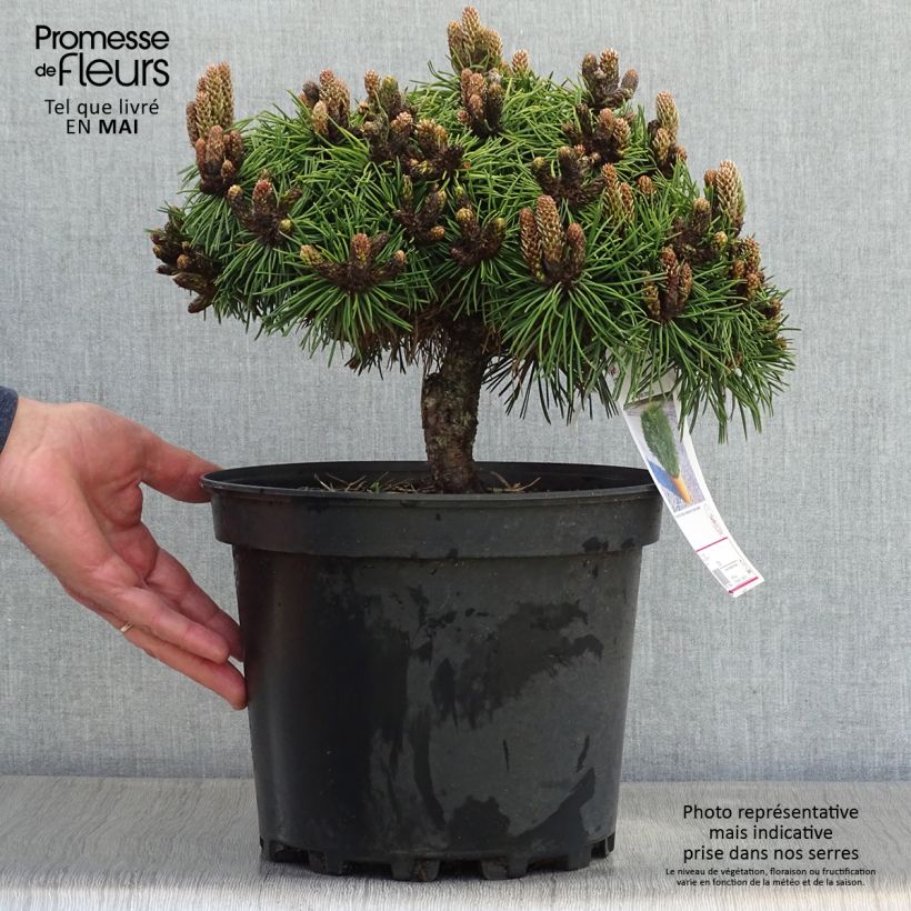 Spécimen de Pinus nigra Agnes Brégeon - Pin noir  Pot de 6L/7L tel que livré au printemps